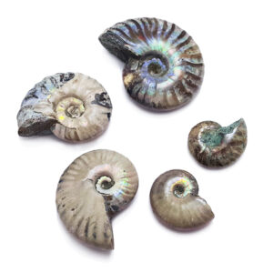 White Opalised Ammonite